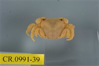 藏品(平背蜞)的圖片